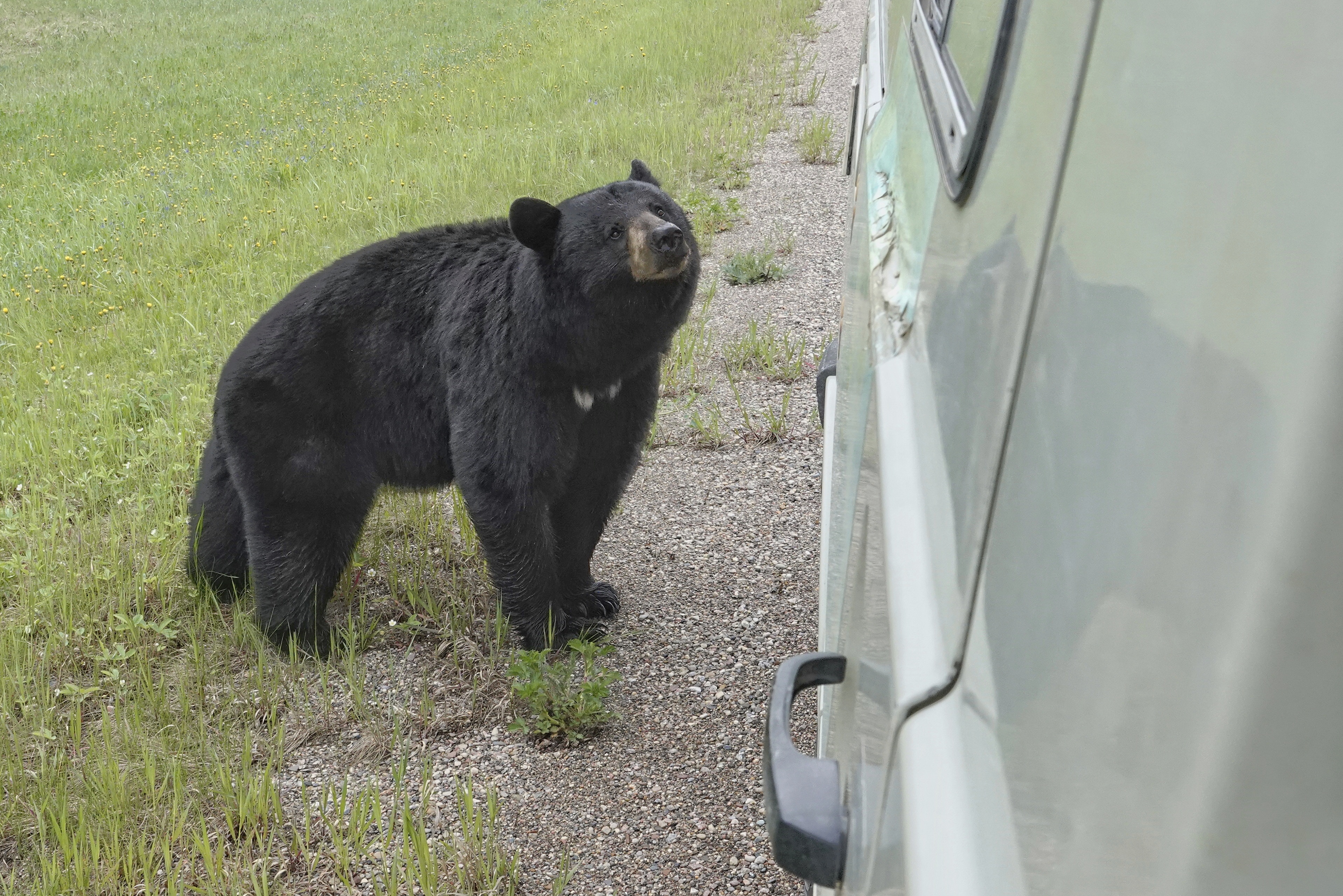Ours près d'Oscar au Canada